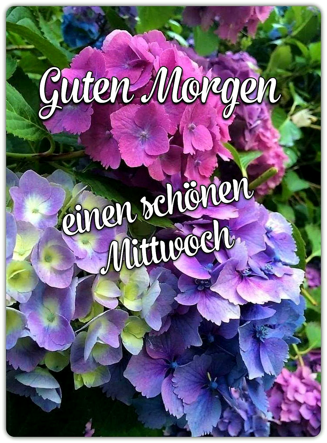 Nahaufnahme von leuchtenden Hortensienblüten in satten Lila-, Violett- und Blautönen, umgeben von frischem Grün. Der Text "Guten Morgen einen schönen Mittwoch" steht als freundlicher Gruß darauf.