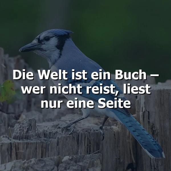Ein blauer Jay sitzt auf einem Baumstumpf mit einem dunklen Hintergrund, das Zitat 'Die Welt ist ein Buch – wer nicht reist, liest nur eine Seite' ist über das Bild gelegt