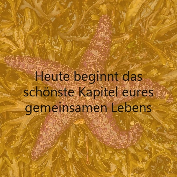 Ein purpurfarbener Seestern ruht auf gelb-braunem Seetang, überlagert von dem inspirierenden Spruch: Heute beginnt das schönste Kapitel eures gemeinsamen Lebens. Die warme Unterwasserstimmung verbreitet Hoffnung und Freude für einen Neubeginn.