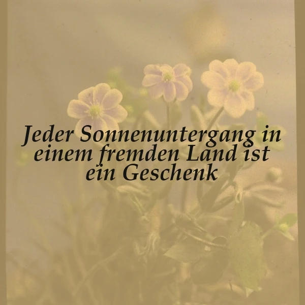 Ein Bild mit drei hellen Blumen vor einem weichen, gelben Hintergrund. Der Text 'Jeder Sonnenuntergang in einem fremden Land ist ein Geschenk' ist in schwarzer Schrift über das Bild gelegt.