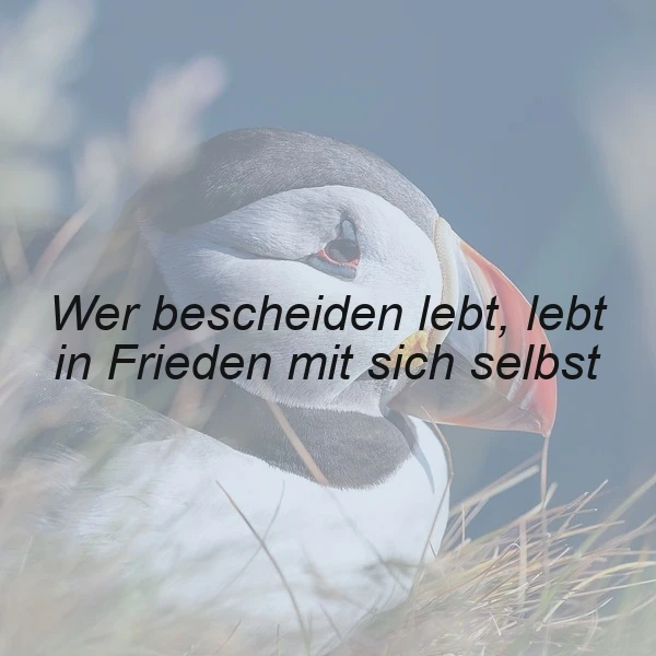 Ein friedlicher Puffin in seinem natürlichen Habitat, mit einem sanften Blick, umgeben von Gras und einer ruhigen Atmosphäre, während er den Betrachter mit einem weisen Zitat über Bescheidenheit und inneren Frieden anspricht.