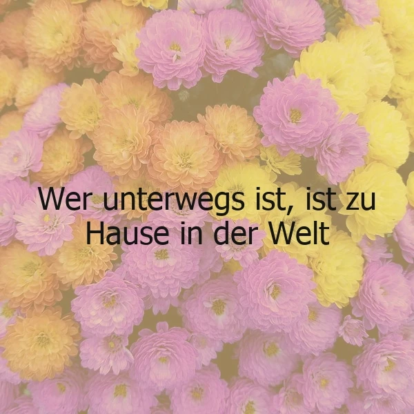 Hinter dem inspirierenden Spruch 'Wer unterwegs ist, ist zu Hause in der Welt' leuchten sanfte pinke, orange und gelbe Chrysanthemen. Eine warme Blumenpracht lädt zum Träumen von Reisen und dem Gefühl von Heimat ein.