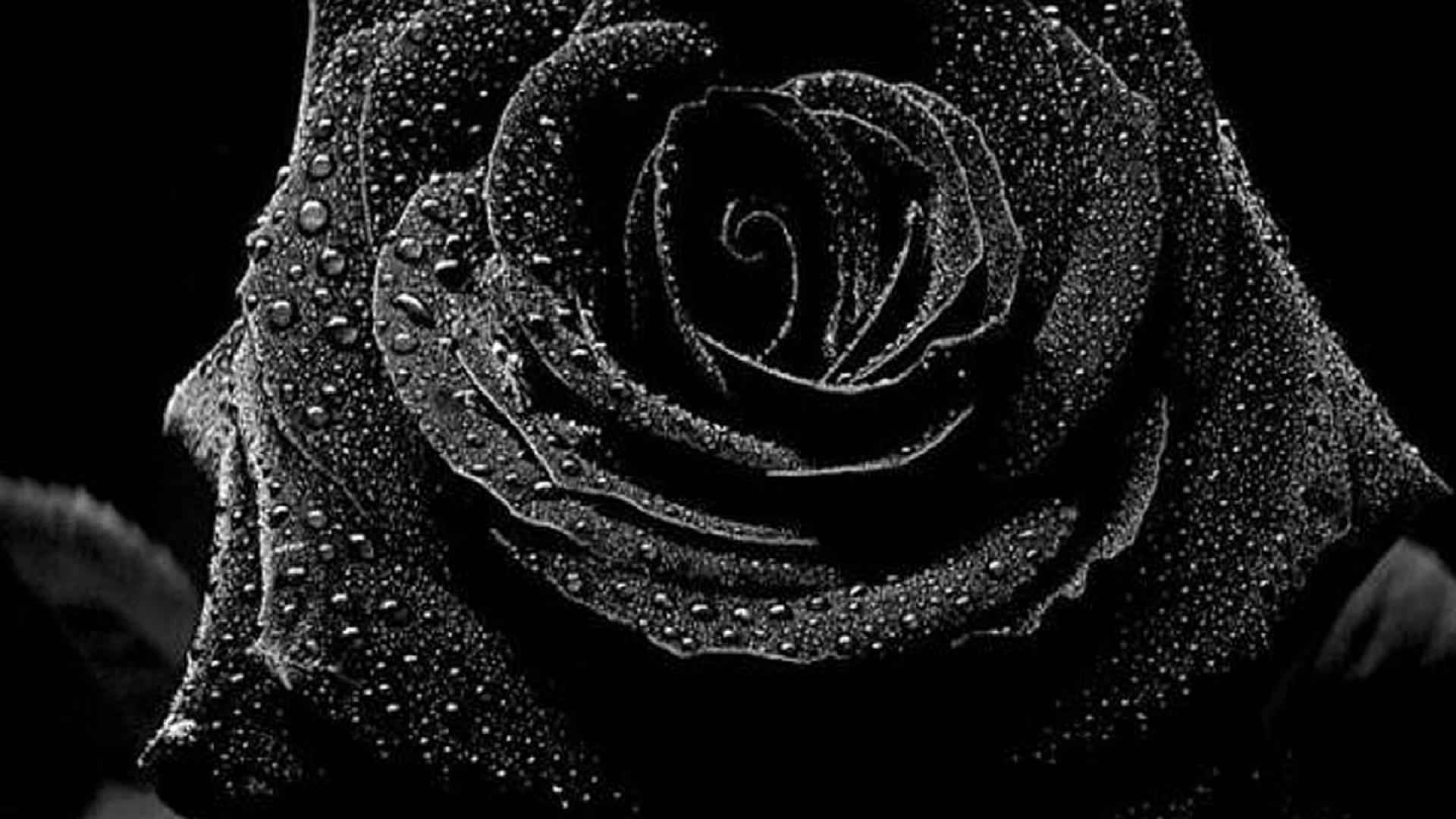 schöne schwarze rosen bilder - Schöne schwarze rosen bilder