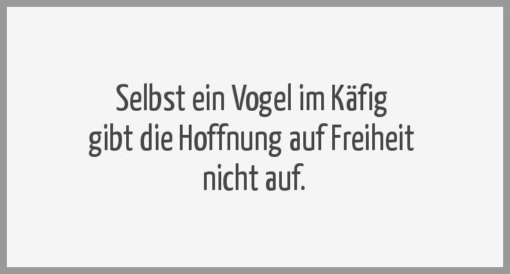Download Sprueche vogel freiheit For Free