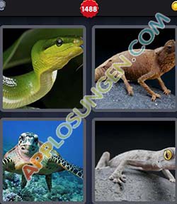 4 bilder 1 wort level 1488 lösung REPTIL 4 bilder 1 wort level 1488 lösung REPTIL - 4 bilder 1 wort level 1488 lösung REPTIL