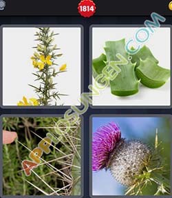 4 bilder 1 wort level 1814 lösung DORN 4 bilder 1 wort level 1814 lösung DORN - 4 bilder 1 wort level 1814 lösung DORN