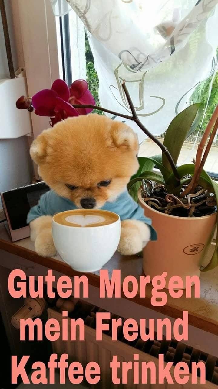 Guten start in den tag sprüche Bilder und Sprüche für Whatsapp und