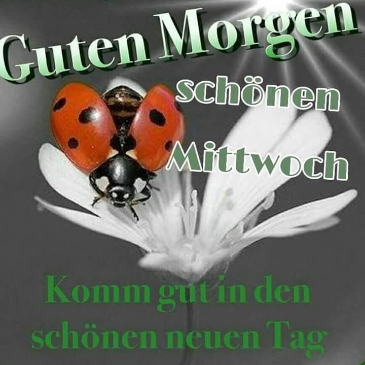 Guten Morgen Mittwoch Bilder Kostenlos Schonen Mittwoch Bilder Kostenlos Portal Mcd Com