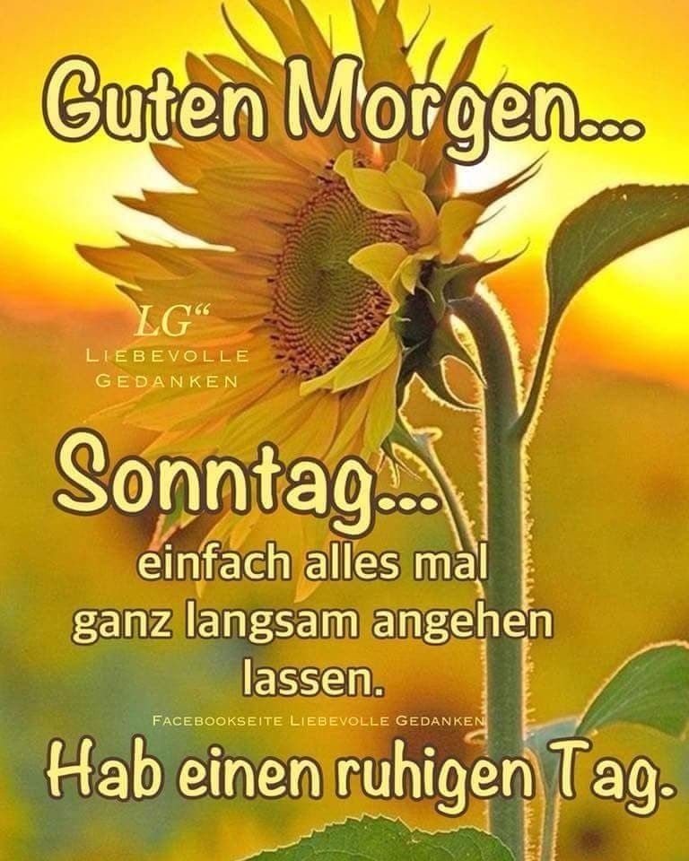 Schönen sonntag hund Bilder und Sprüche für Whatsapp und Facebook