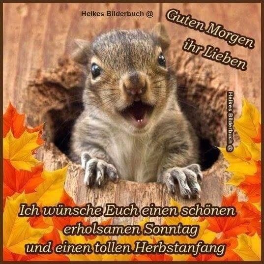 Schönen sonntag lustig Bilder und Sprüche für Whatsapp und Facebook