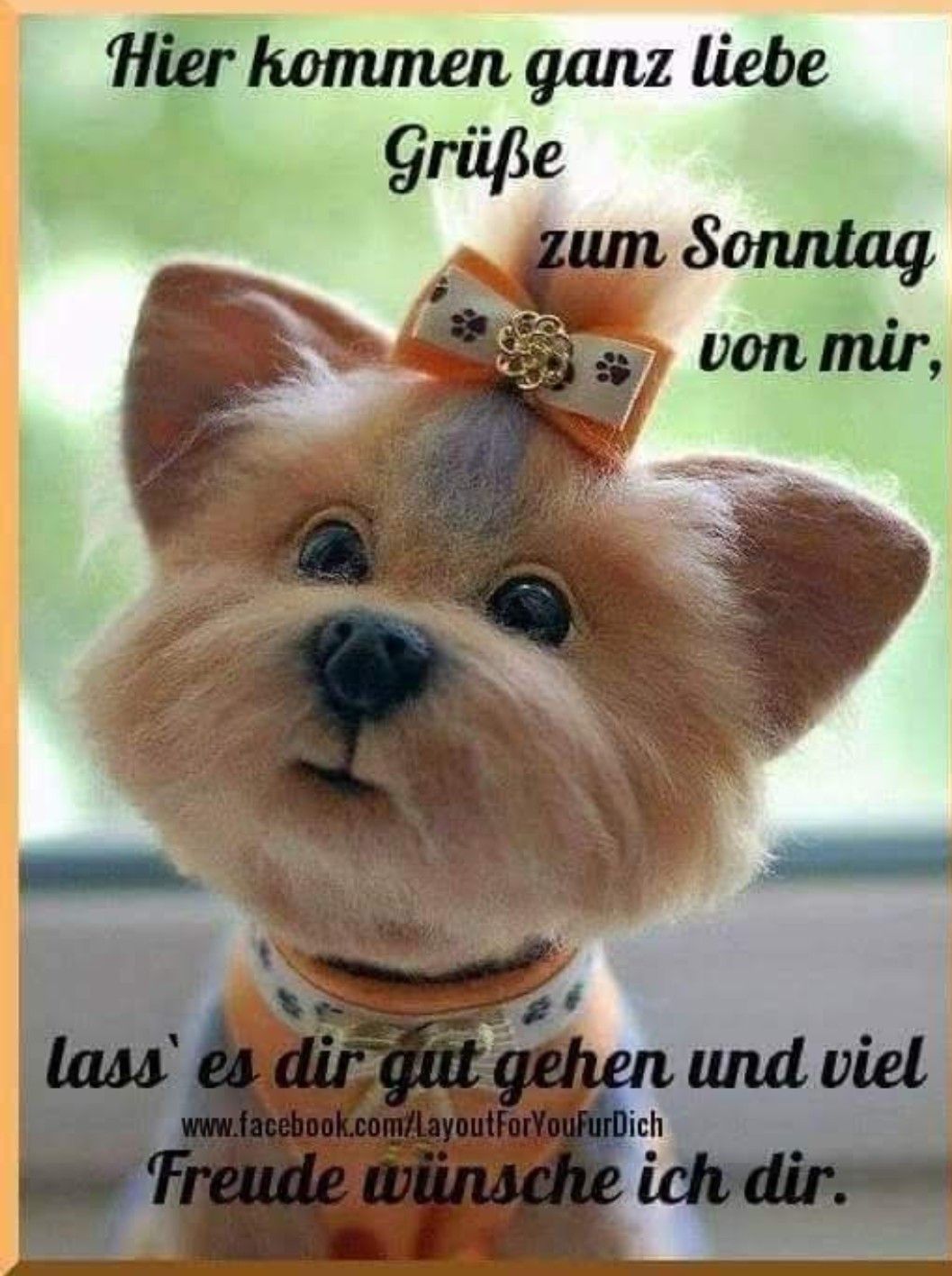 Schönen sonntag sonntag Bilder und Sprüche für Whatsapp und Facebook