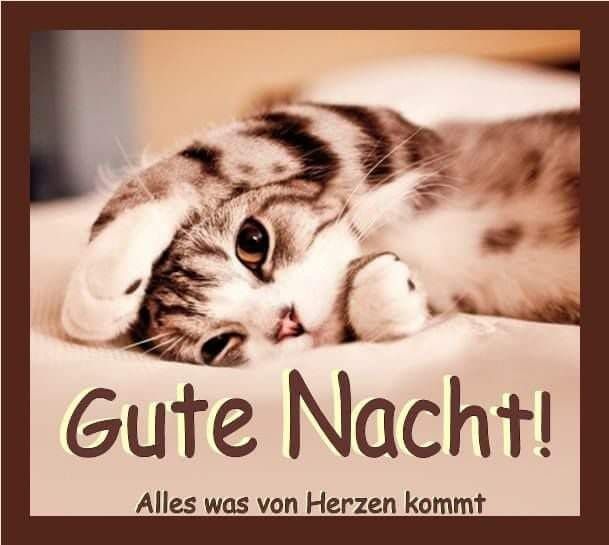 Gute nacht sprüche lustig facebook Bilder und Sprüche für Whatsapp