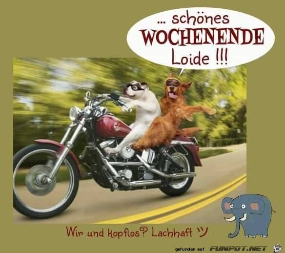 Download Lachhaft sprueche For iPhone Free