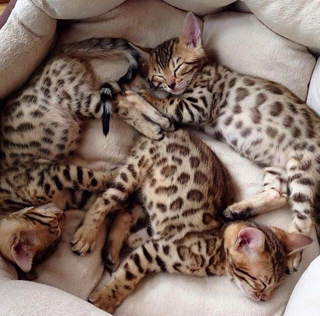 A Picture Of A Cute Cat Bilder A Picture Of A Cute Cat Bilder - A Picture Of A Cute Cat Bilder
