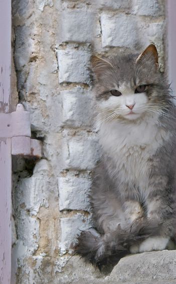 Alle Katzenrassen Mit Bildern Alle Katzenrassen Mit Bildern - Alle Katzenrassen Mit Bildern