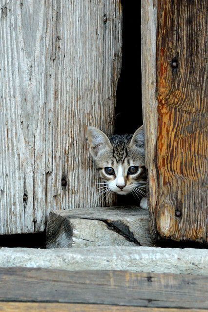 Awesome Cat Pics Bilder Awesome Cat Pics Bilder - Awesome Cat Pics Bilder