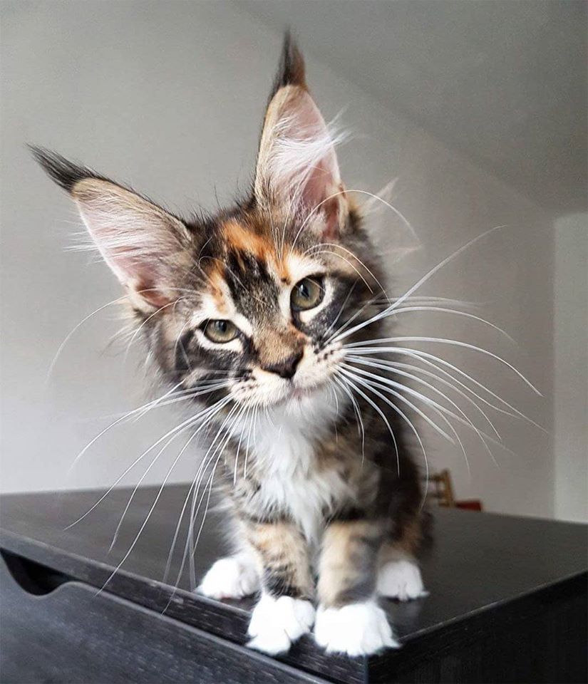 Best Cat Picture Ever Bilder Best Cat Picture Ever Bilder - Best Cat Picture Ever Bilder