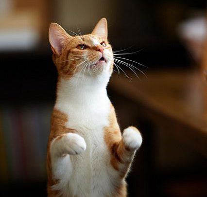 Bilder Lustige Katzen Bilder Kostenlos Bilder Lustige Katzen Bilder Kostenlos 426x405 - Bilder Lustige Katzen Bilder Kostenlos