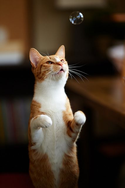 Bilder Lustige Katzen Bilder Kostenlos Bilder Und Spruche Fur Whatsapp Und Facebook Kostenlos