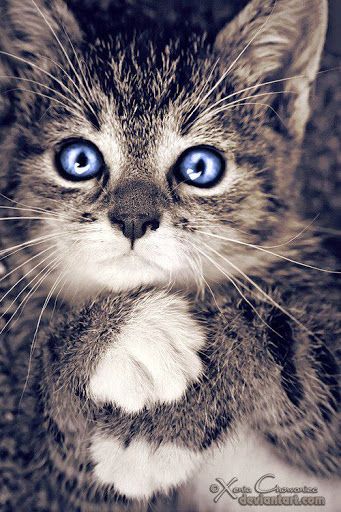 Bilder Susse Tiere Bilder Und Spruche Fur Whatsapp Und Facebook