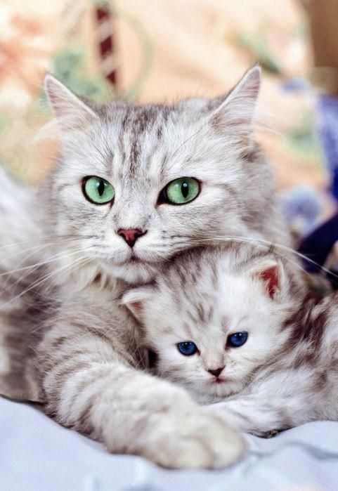 British Kurzhaar Katze British Kurzhaar Katze - British Kurzhaar Katze