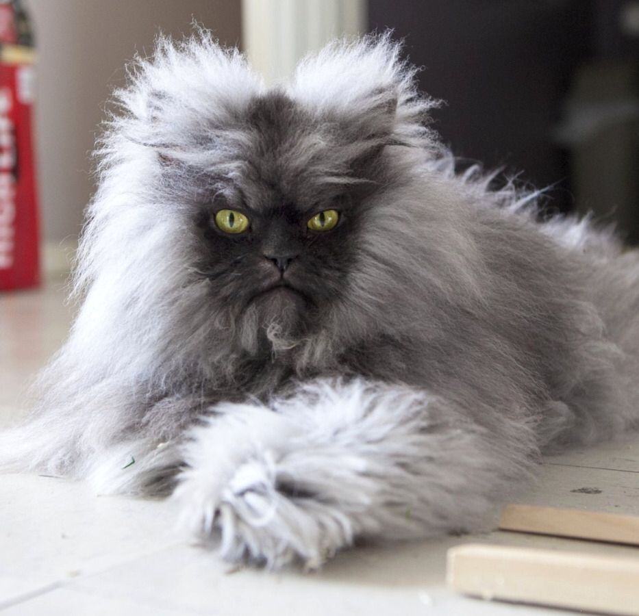 Cat Image Gallery Bilder Cat Image Gallery Bilder - Cat Image Gallery Bilder