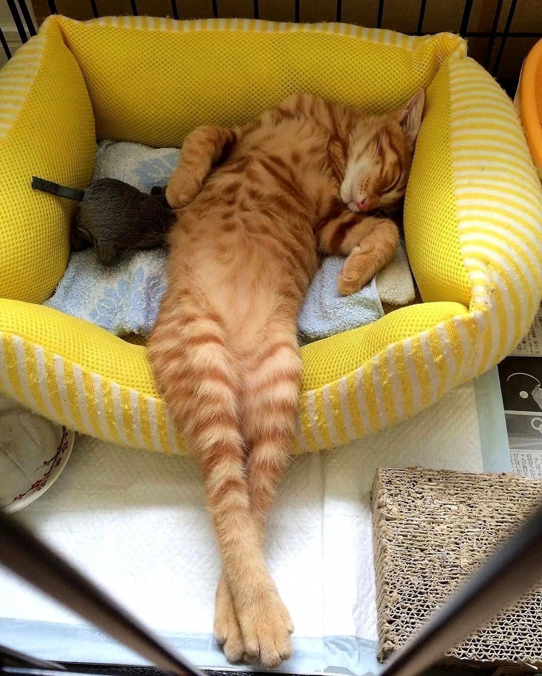 Cat Photos And Pictures Bilder Cat Photos And Pictures Bilder - Cat Photos And Pictures Bilder