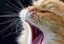 Cute And Funny Cat Pics Bilder 220x150 - Cute And Funny Cat Pics Bilder