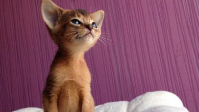 Cute And Funny Cats Bilder 390x220 - Cute And Funny Cats Bilder