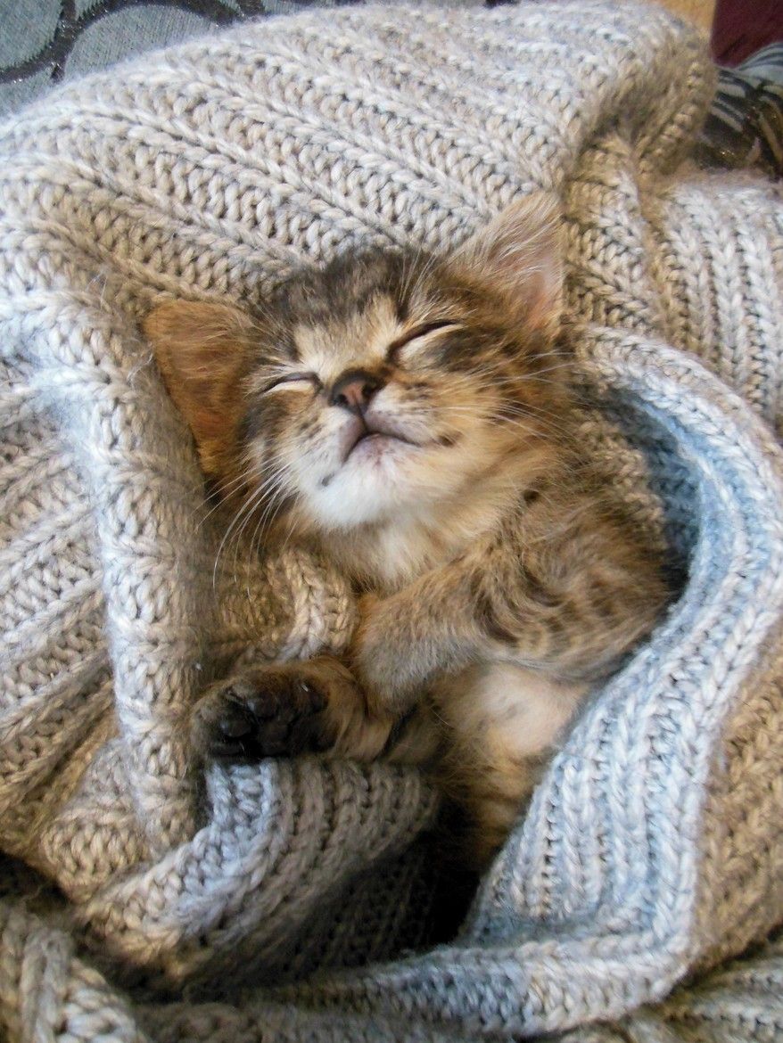 Cute Cat And Dog Pictures Bilder Cute Cat And Dog Pictures Bilder - Cute Cat And Dog Pictures Bilder
