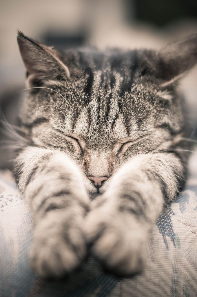 Cute Cat Photos With Captions Bilder Cute Cat Photos With Captions Bilder - Cute Cat Photos With Captions Bilder