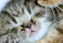 Cute Cat Pics With Captions Bilder 220x150 - Cute Cat Pics With Captions Bilder