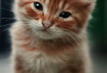 Cute Cats Images For Facebook Bilder 220x150 - Cute Cats Images For Facebook Bilder