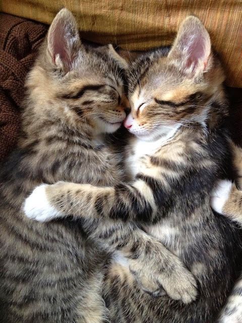 Cutest Cat Pics Ever Bilder Cutest Cat Pics Ever Bilder - Cutest Cat Pics Ever Bilder