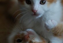 Die Schönsten Katzenbilder 220x150 - Die Schönsten Katzenbilder