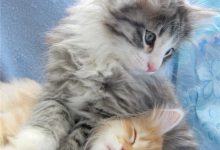 Die Süßesten Katzenbilder 220x150 - Die Süßesten Katzenbilder