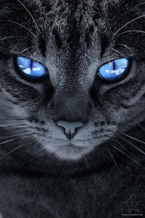 Funniest Cat Photos Bilder Funniest Cat Photos Bilder - Funniest Cat Photos Bilder