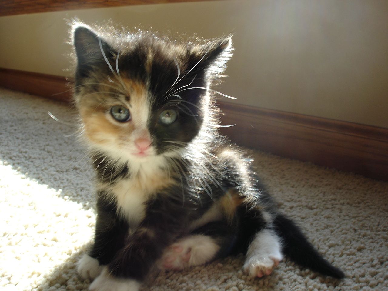 Funny Cat Captions Bilder Funny Cat Captions Bilder - Funny Cat Captions Bilder
