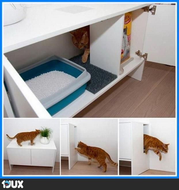 Funny Katzen Funny Katzen - Funny Katzen