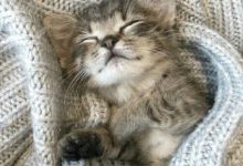 Funny Kitten Pictures With Quotes Bilder 220x150 - Funny Kitten Pictures With Quotes Bilder