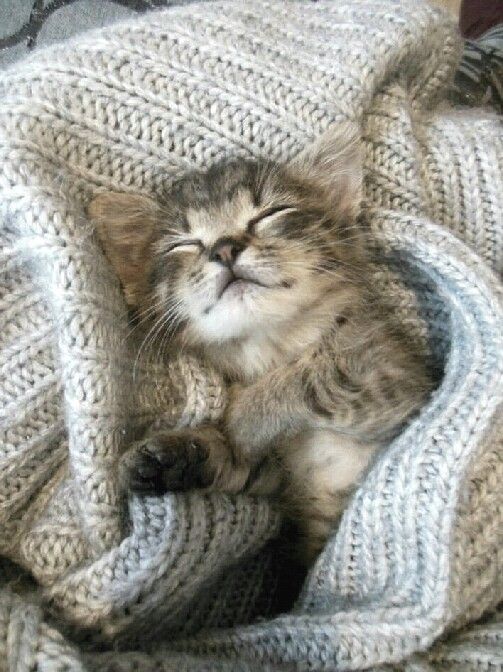 Funny Kitten Pictures With Quotes Bilder Funny Kitten Pictures With Quotes Bilder - Funny Kitten Pictures With Quotes Bilder