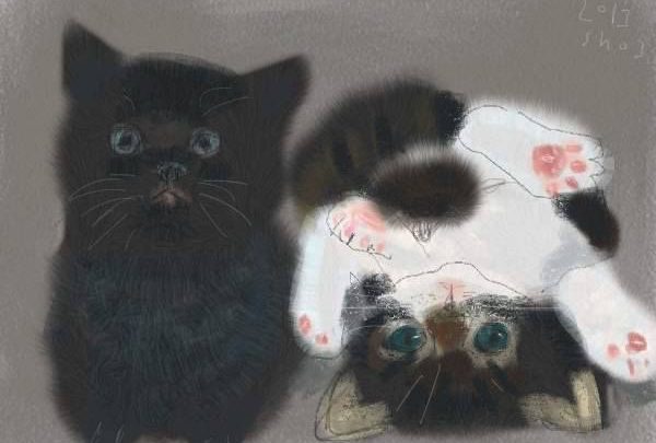 Gif Katze Bilder Und Spruche Fur Whatsapp Und Facebook Kostenlos