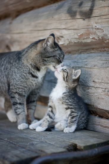 Junge Katzen Gratis Junge Katzen Gratis - Junge Katzen Gratis