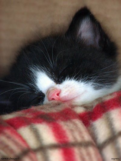 Kartäuser Katze Bilder Kartäuser Katze Bilder - Kartäuser Katze Bilder