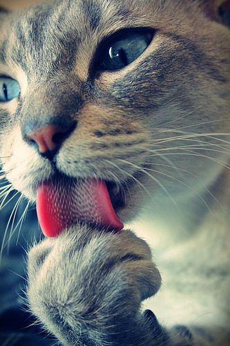 Katzenbabys Zu Verschenken Nrw Bilder Und Sprüche Für