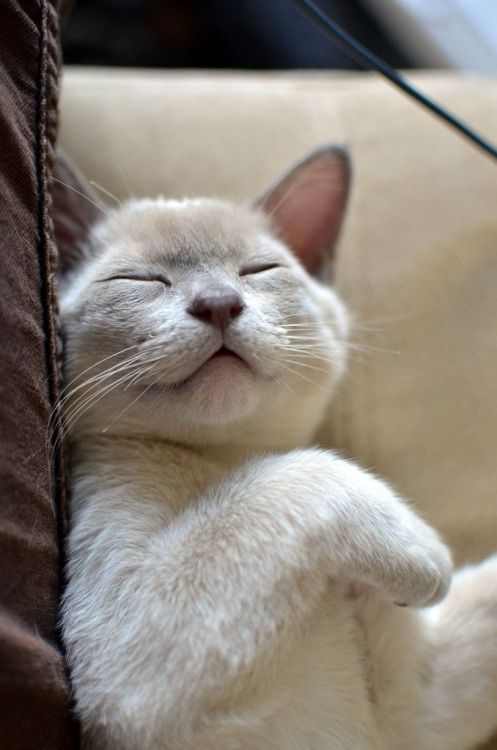Katzen Kitten Kaufen Katzen Kitten Kaufen - Katzen Kitten Kaufen