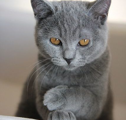 Katzenbabys Kostenlos Katzenbabys Kostenlos 427x405 - Katzenbabys Kostenlos