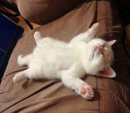 Lustige Hunde Und Katzen Bilder Bilder und Sprüche für Whatsapp und