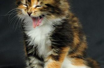 Lustige Katzen Bilder Mit Sprüchen 333x220 - Lustige Katzen Bilder Mit Sprüchen