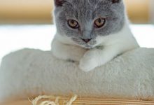 Lustige Katzenbilder Mit Sprüchen Deutsch 220x150 - Lustige Katzenbilder Mit Sprüchen Deutsch